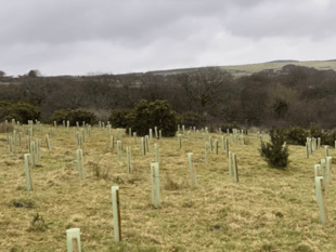 Water company plants 390,000 trees across Devon and Cornwall