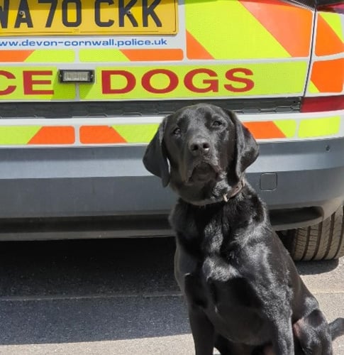Police dog Ken helping police in Ashburton. Photo Ashburton police 