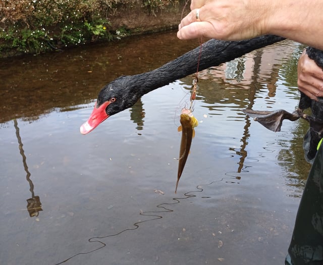 Second swan ingests fishing line