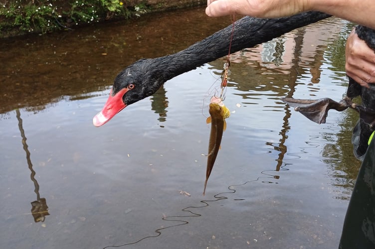 One of the Black Swans which ingested a fishing line and the fish it was still attached to. Photo Dawlish Town Council 