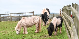 Mare and Foal Sanctuary Rescues Ponies
