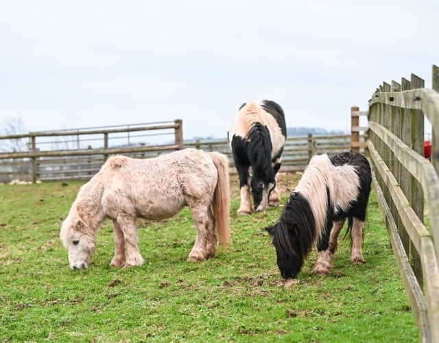 Mare and Foal Sanctuary Rescues Ponies
