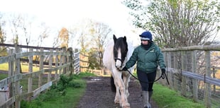 Equine charity seeing crisis in welfare