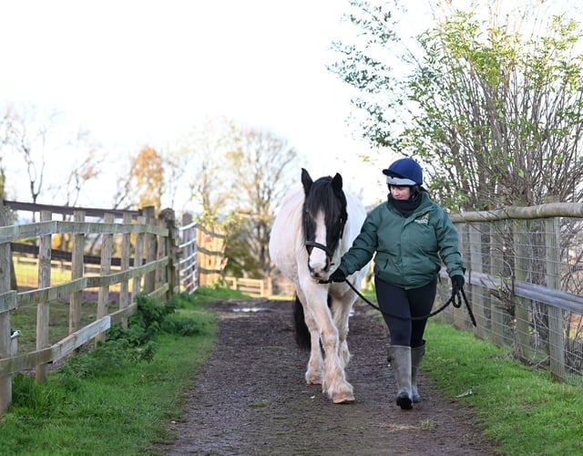 Equine charity seeing crisis in welfare
