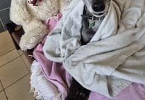 Gentle greyhound Pearl seeks loving home