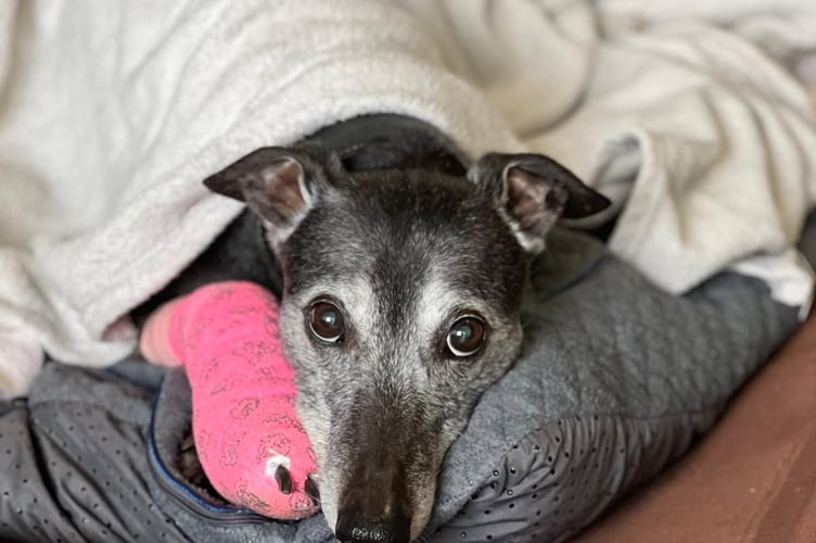 Pearl is a gentle dog searching for her home