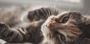 Review outlines approach needed to tackle cat overpopulation
