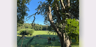 Chestnut tree in park to be felled 