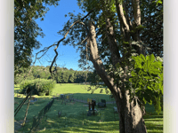 Chestnut tree in park to be felled 