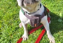 French Bulldog seeking forever home