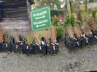End of an era for nursery