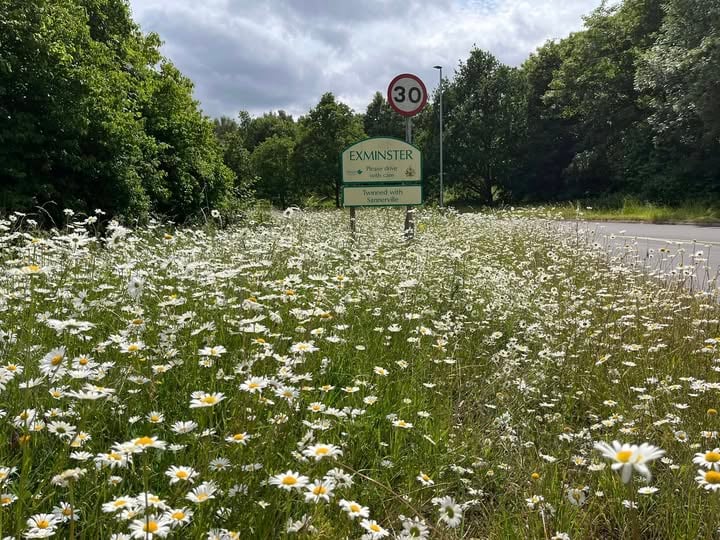 Exminster's wildflower verge. Photo Exminster Green Spaces.