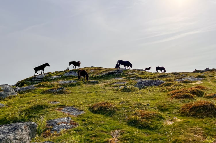 Princetown Calendar - 05 May