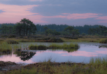 New study shows plant-microbe defence in peatlands against climate change