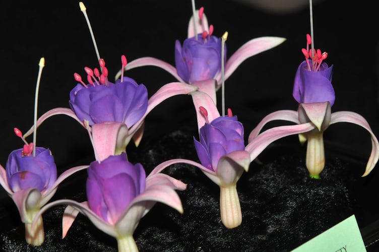 Dawlish Garden Society annual summer show
