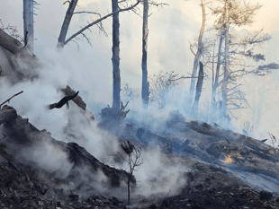 Large scale response to Newfoundland Cove woodland fire 