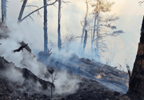 Large scale response to Newfoundland Cove woodland fire