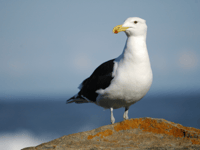 Planning wrangle over ‘last chance’ bird rescue site