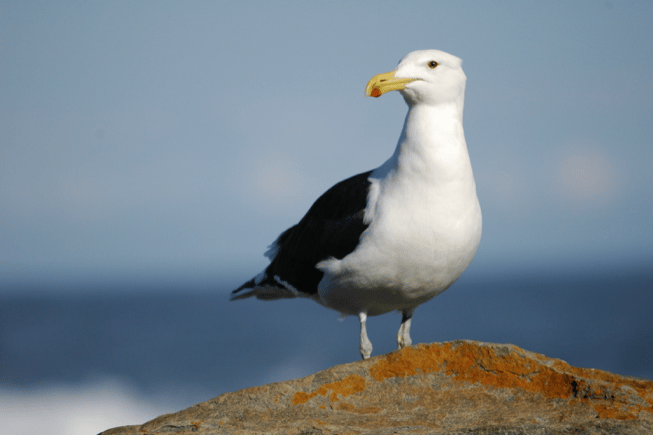 Seagull stock image