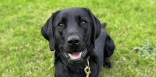 Police dog Ken brought in as officers move to disrupt cannabis supply 
