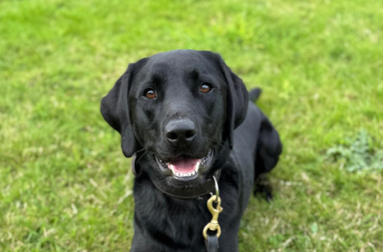 Man arrested as police dog 'King Ken' sees action 