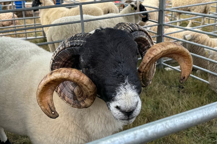 A sheep at Chagford Show.  AQ 0949
