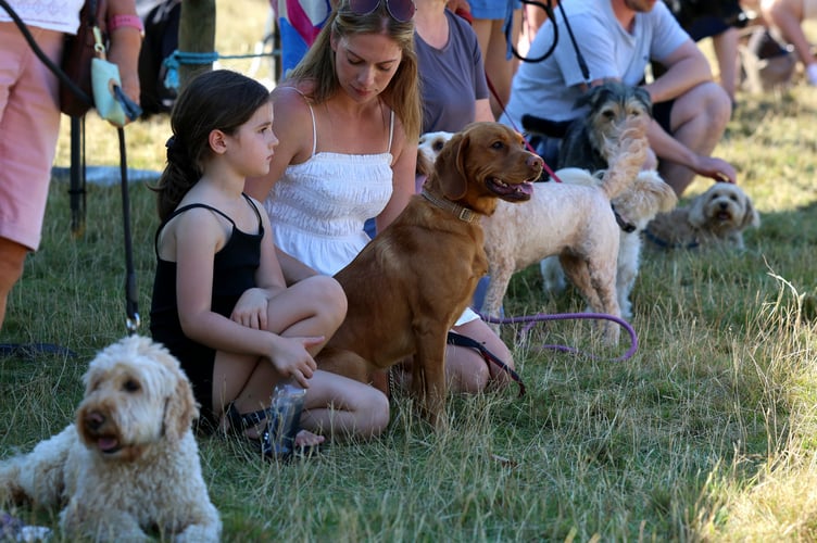 Competitors (and their owners) await the judges in the dog show. Photo: Owain Davies