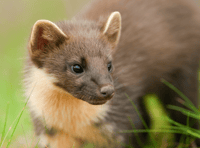Ensuring safe crossings for Devon's pine martens