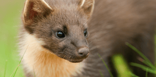 Ensuring safe crossings for Devon's pine martens