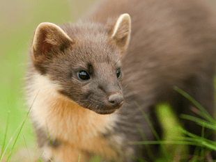 Ensuring safe crossings for Devon's pine martens