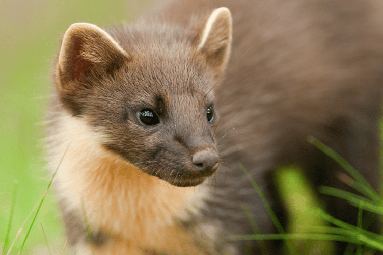 National Highways is working to create safer crossings for pine martens which have been reintroduced into South Devon as part of a pioneering reintroduction programme. 