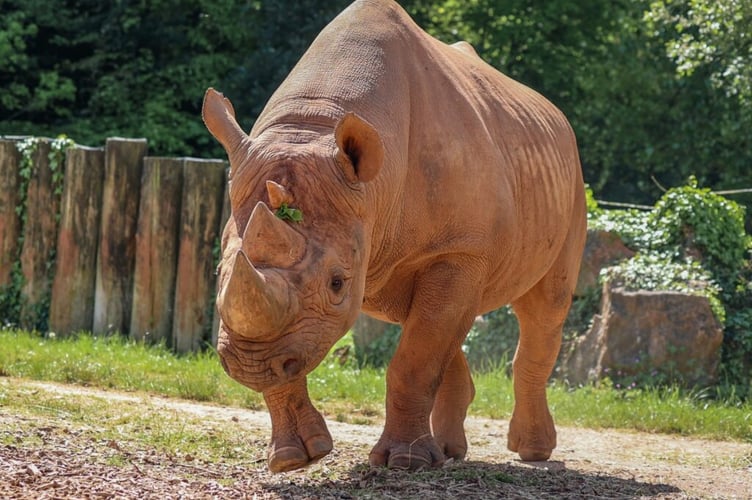 Paignton Zoo's black rhino Manyara has died at the age of 23