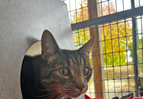 Missing cat Ethan re-united with owner after five years
