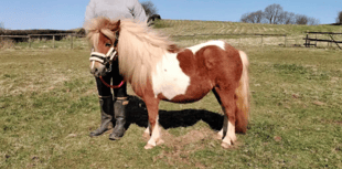 Rescued pony Sherbert's new chapter