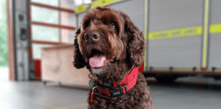 Devon fire dog Digby shortlisted for 'Make a Difference' award