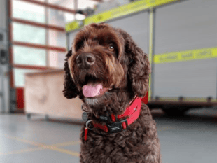 Devon fire dog Digby scoops 'Make a Difference' award 