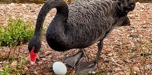 WATCH: Dawlish Swans Begin Laying Again