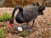 Concerns over Dawlish Black Swan egg