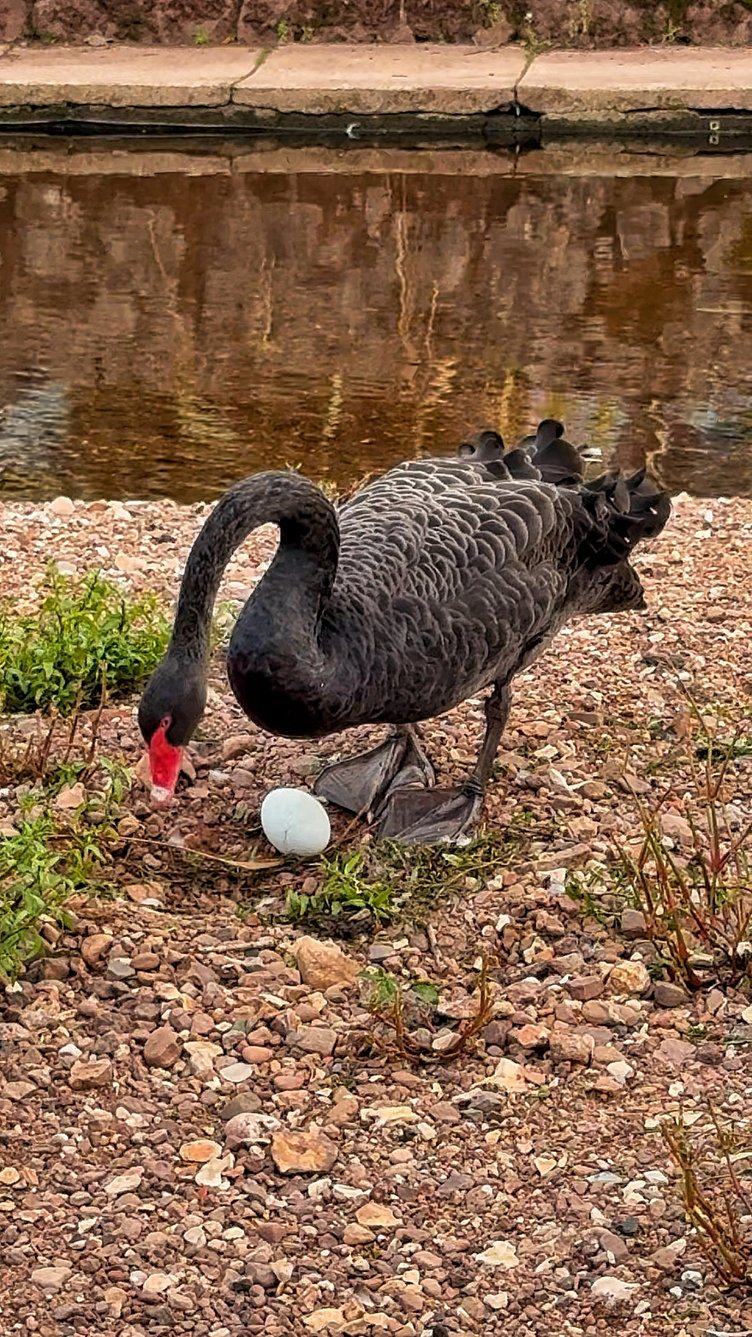 Black Swan dad Bert with the new egg. Photo Pilchard Cottage