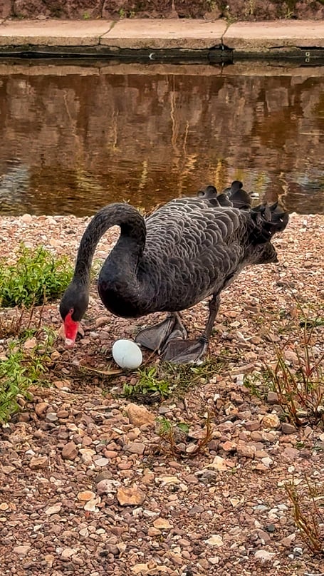 Black Swan dad Bert with the new egg. Photo Pilchard Cottage 