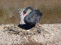 Swan Watch: still just one egg 