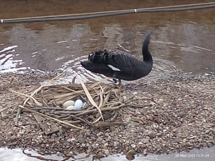Fears for future of swan eggs 