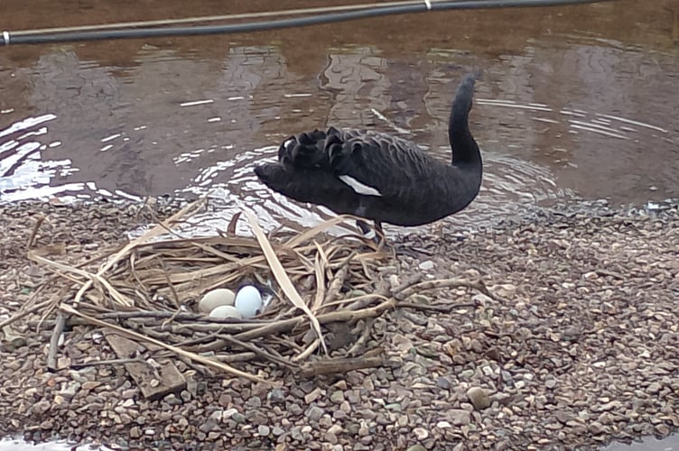 Three eggs on the Black Swan nest in Dawlish. Photo Noreen Goodchild