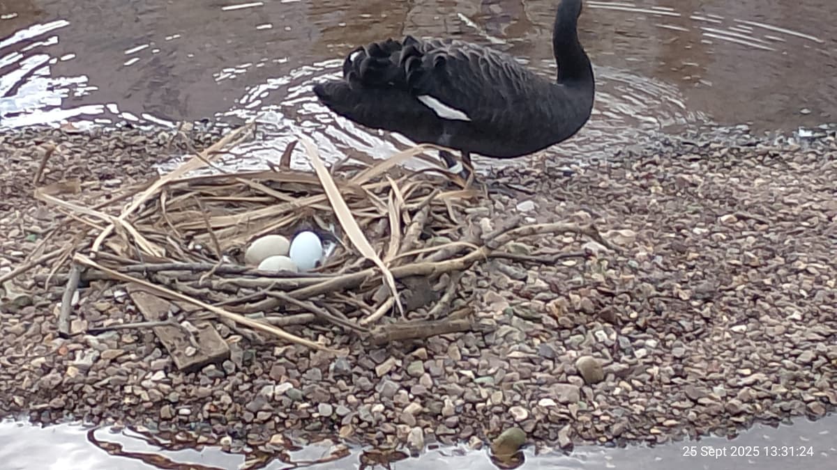 Dawlish Black Swans Face Nesting Challenges | middevonadvertiser.co.uk Dawlish Black Swans Face Nesting Challenges | middevonadvertiser.co.uk