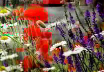 No hang-ups for seed swap scheme