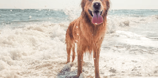 Dog beach ban ends tomorrow 