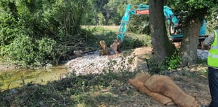 Weir removal improves fish access to Lemon