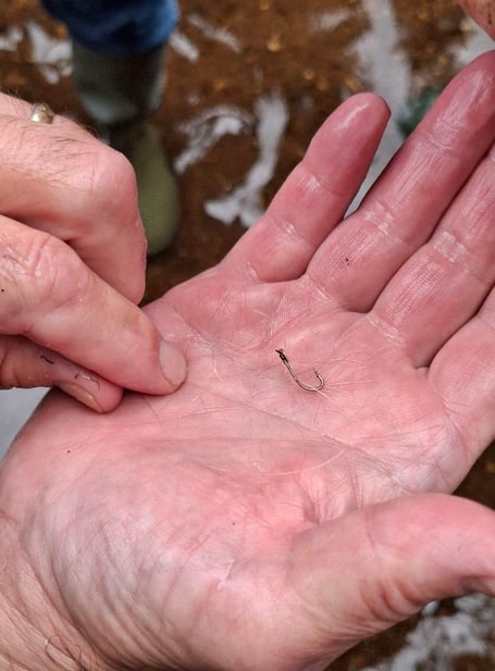 The fish hook removed from the mouth of a Dawlish Black Swan. Photo Scott Williams 
