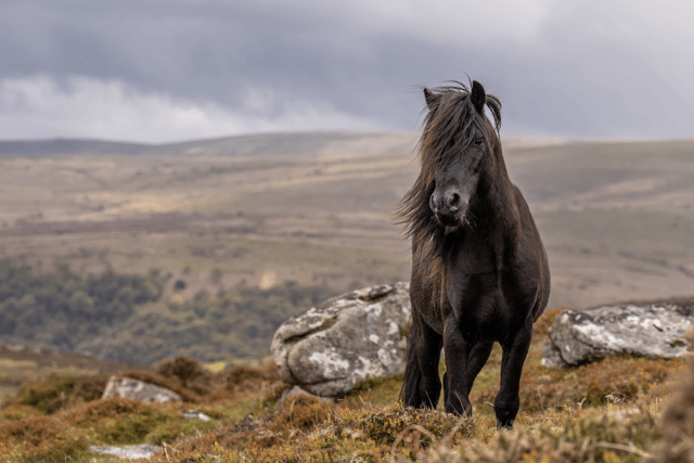 New programme helping schoolchildren discover Dartmoor 