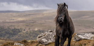 New programme helping schoolchildren discover Dartmoor 